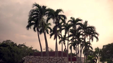 The palm with the sunlights and sky 스톡 동영상 141511482