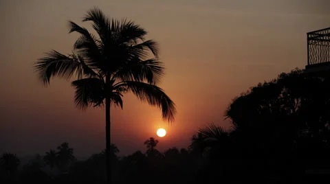 Palm  Sunrise Timelaps Stock Footage 27552350