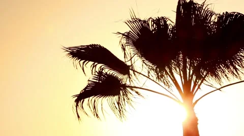 Palm at sunset 2 Stock Footage 40926214