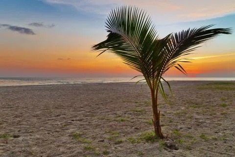 Palm on sunset background Stock Photos