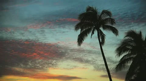 Palm sunset Stock Footage 11221180