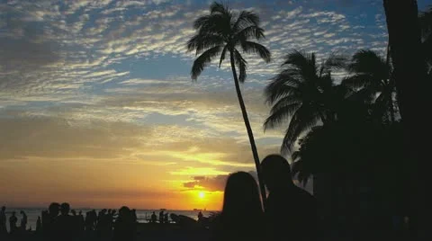 Palm sunset Stock Footage 11221695