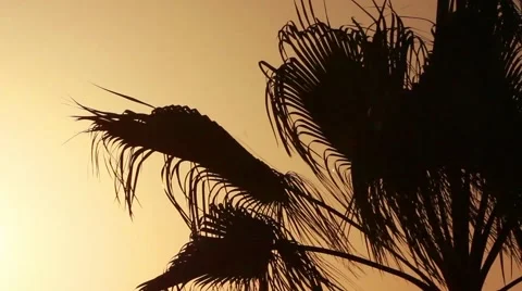 Palm at sunset Stock Footage 40915348