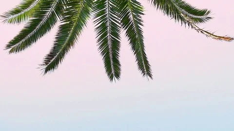 Palm at sunset Video stock 73890319