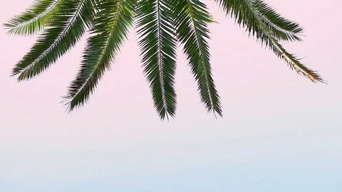 Palm at sunset Stock Footage 73920698