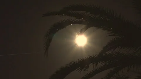 PALM SUNSET Stock Footage 93599227