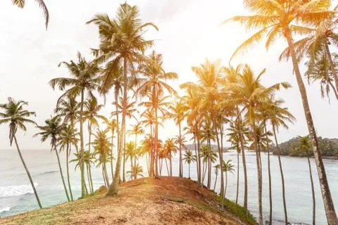 Palm, sunset. Mirissa Beach. Stock Photos
