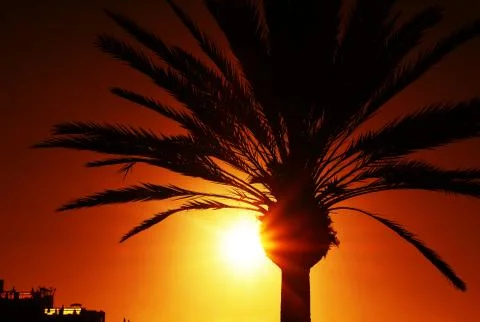 Palm at sunset 스톡 사진