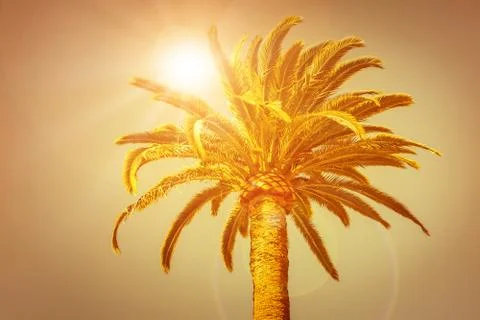 Palm at sunset Stock Photos
