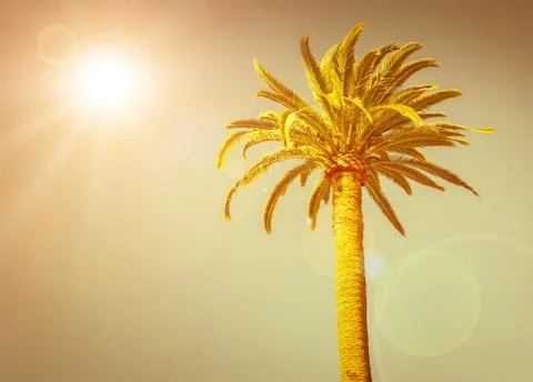 Palm at sunset Stock Photos