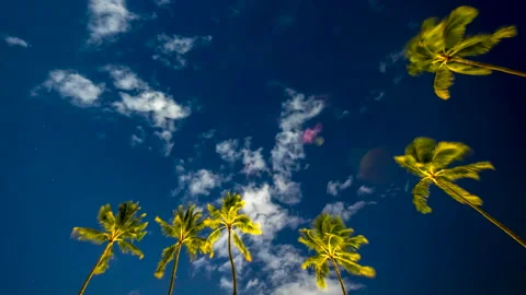 Palm Sway Clouds Dance night timelapse Stock Footage 224249902