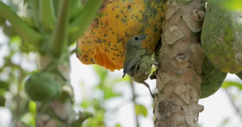 Palm tanager on papaya tree Vidéo 341003800