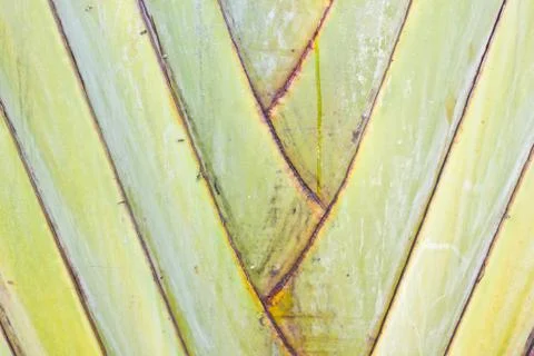 Palm texture background Stock Photos