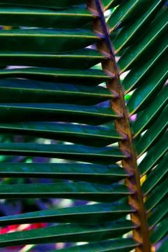 Palm texture outdoors Stock Photos