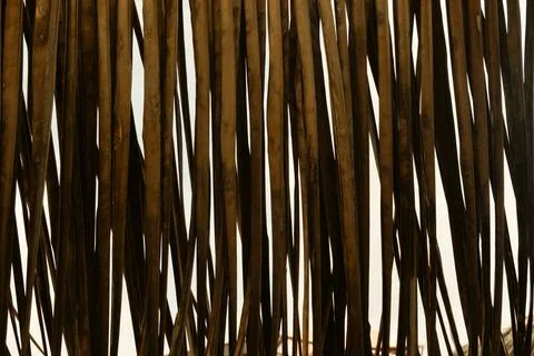 Palm texture Foto stock