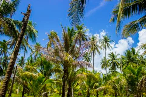 Palm thickets Stock Photos