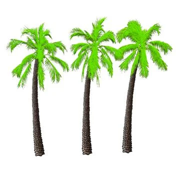 Palm in three different varieties. Illustration on white background. Stock Illustration