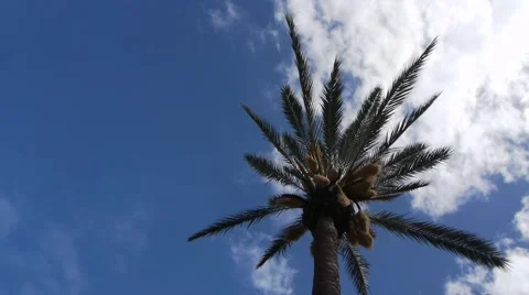 Palm with Time Lapse Clouds Stock Footage 2565657