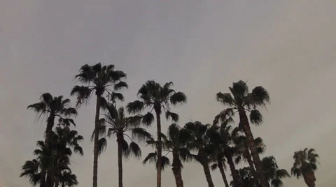 Palm Time-Lapse 動画素材 36973895