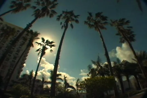 Palm timelapse dark Stock Footage 108900