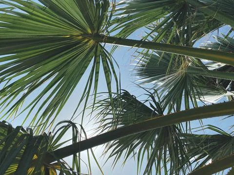 Palm top view from below and palm leaves sway in the wind. Concept of recreat Stock Photos