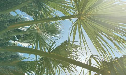 Palm top view from below and palm leaves sway in the wind. Stock Photos