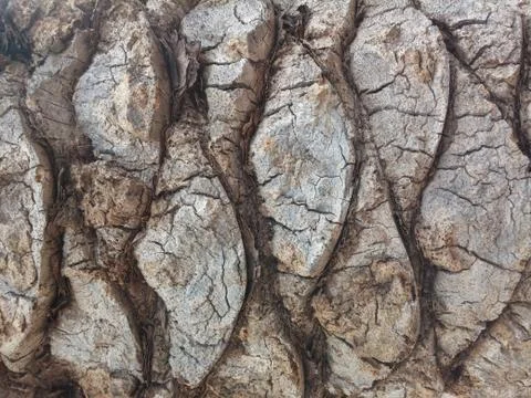 Palm trank bark Stock Photos