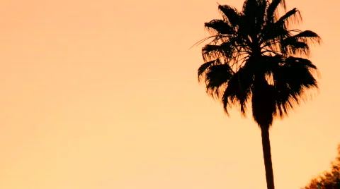 Palm Tree 01: Blowing in the Wind Video stock 789735