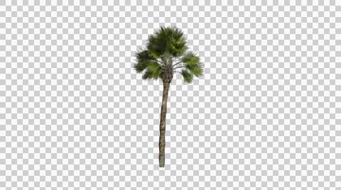 Palm tree 01 in the breeze with alpha perfect for compositing Stock Footage 42615922