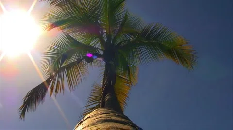 Palm Tree 01 Stock Footage 933673