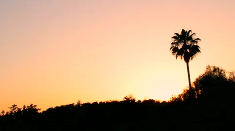 Palm Tree 02: Blowing in the Wind wide Stock Footage 789737