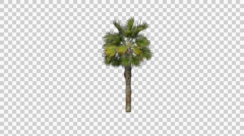 Palm tree 02 in the breeze with alpha perfect for compositing Stock Footage 42616280