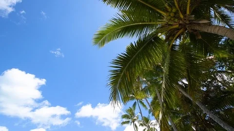 Palm Tree 02 Stock Footage 127362119