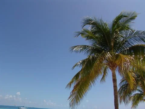 Palm tree 02 Foto stock