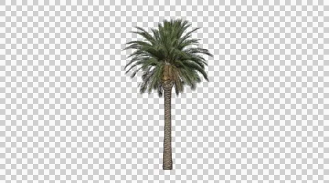 Palm tree 05 in the breeze with alpha perfect for compositing Stockbeeldmateriaal 42617530