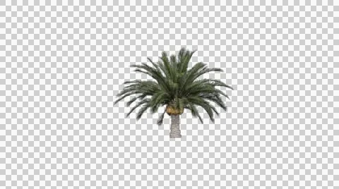 Palm tree 07 in the breeze with alpha perfect for compositing Stock Footage 42773997