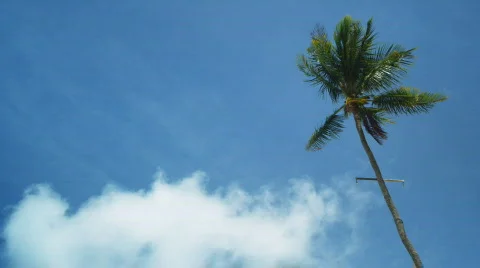 Palm tree 1 스톡 동영상 516476