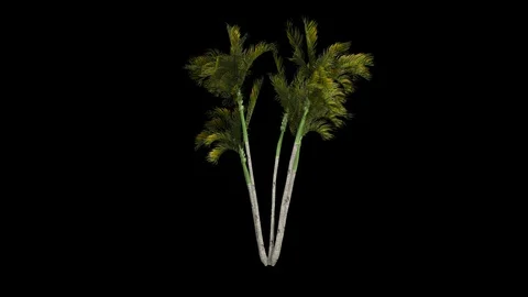 Palm tree 10 in the breeze with alpha perfect for compositing Stock Footage 123415092