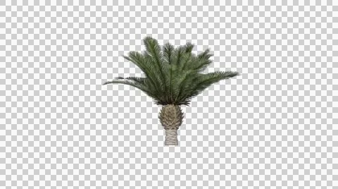 Palm tree 11 in the breeze with alpha perfect for compositing Stock Footage 42778311