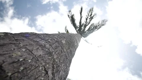 Palm tree 160 Stock Footage 155495460