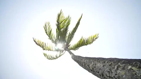 Palm tree 161 Stock Footage 155495457