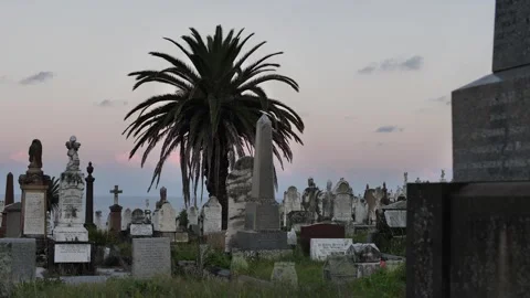 A palm tree in a 19th century Sydney cemetery slow motion 4K Stock Footage 274245397