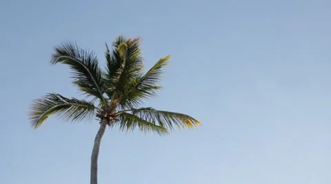 Palm tree 2 Stock Footage 2183282