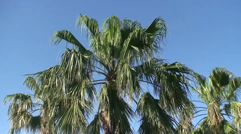 Palm Tree (2) Stock Footage 29675020