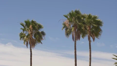 Palm tree 22 Stock Footage 75314332