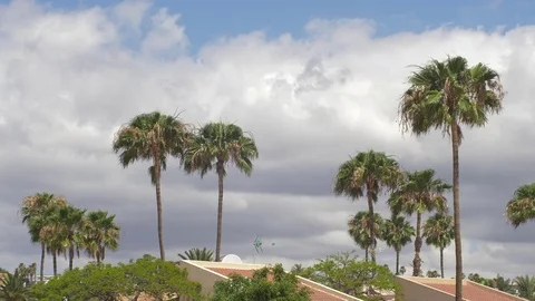 Palm tree 24 Stock Footage 75314317