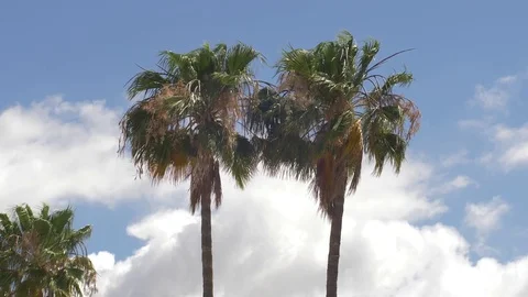Palm tree 26 Stock Footage 75313537