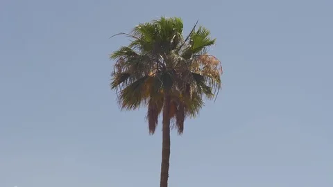 Palm tree 27 Stock Footage 75316706