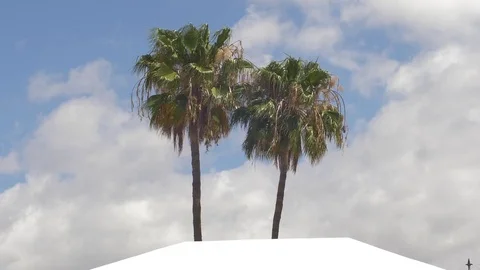 Palm tree 28 Stock Footage 75316981