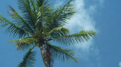 Palm tree 3 스톡 동영상 516816